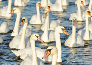 swans in the lake at abbotsbury swannery