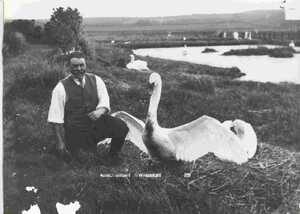 black and white photo of sir giles strangways and a swan black and white photo of sir giles strangways and a swan