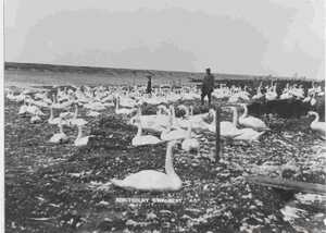 black and white photo of abbotsbury swannery