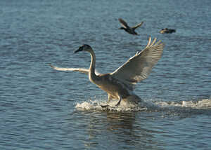 cygnet landing on the water cygnet landing on the water