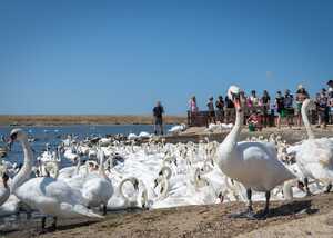 visitors gather at the edge of the lake at abbotsbury swannery