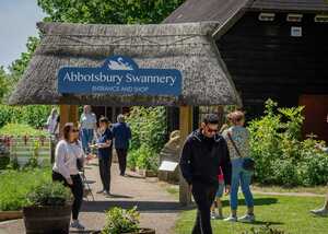vistors gathered at the entrance of abbotsbury swannery vistors gathered at the entrance of abbotsbury swannery