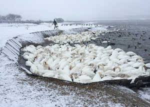 swans herding on the lake in winter swans herding on the lake in winter