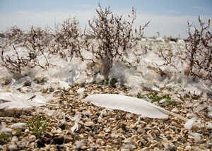 moulted swan flight feathers on the ground moulted swan flight feathers on the ground