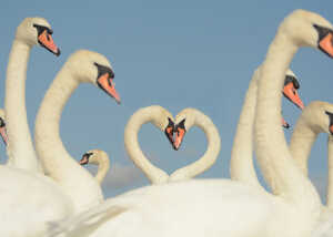 image of swans creating a heart with their necks