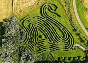 living willow swan maze at abbotsbury swannery
