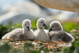 three fluffy grey cygents at abbotsbury swannery