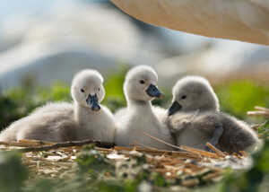 nest of three fluffy grey cygnets