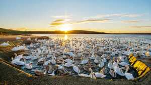lake filed with hundreds of swans with sun setting in the background lake filed with hundreds of swans with sun setting in the background