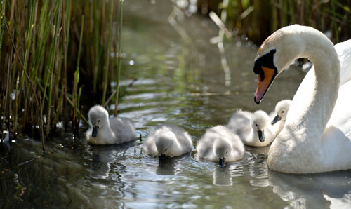 Family of adult and baby swans