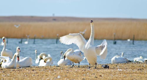 An adult mute swan stretches its wings in front of the Fleet Lagoon in Dorset