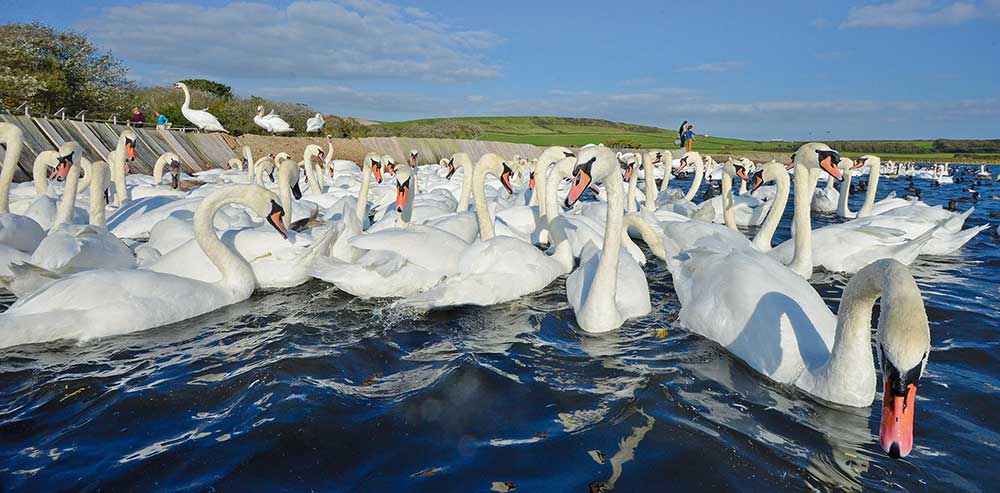 Swans from The Fleet at Abbotsbury Swannery