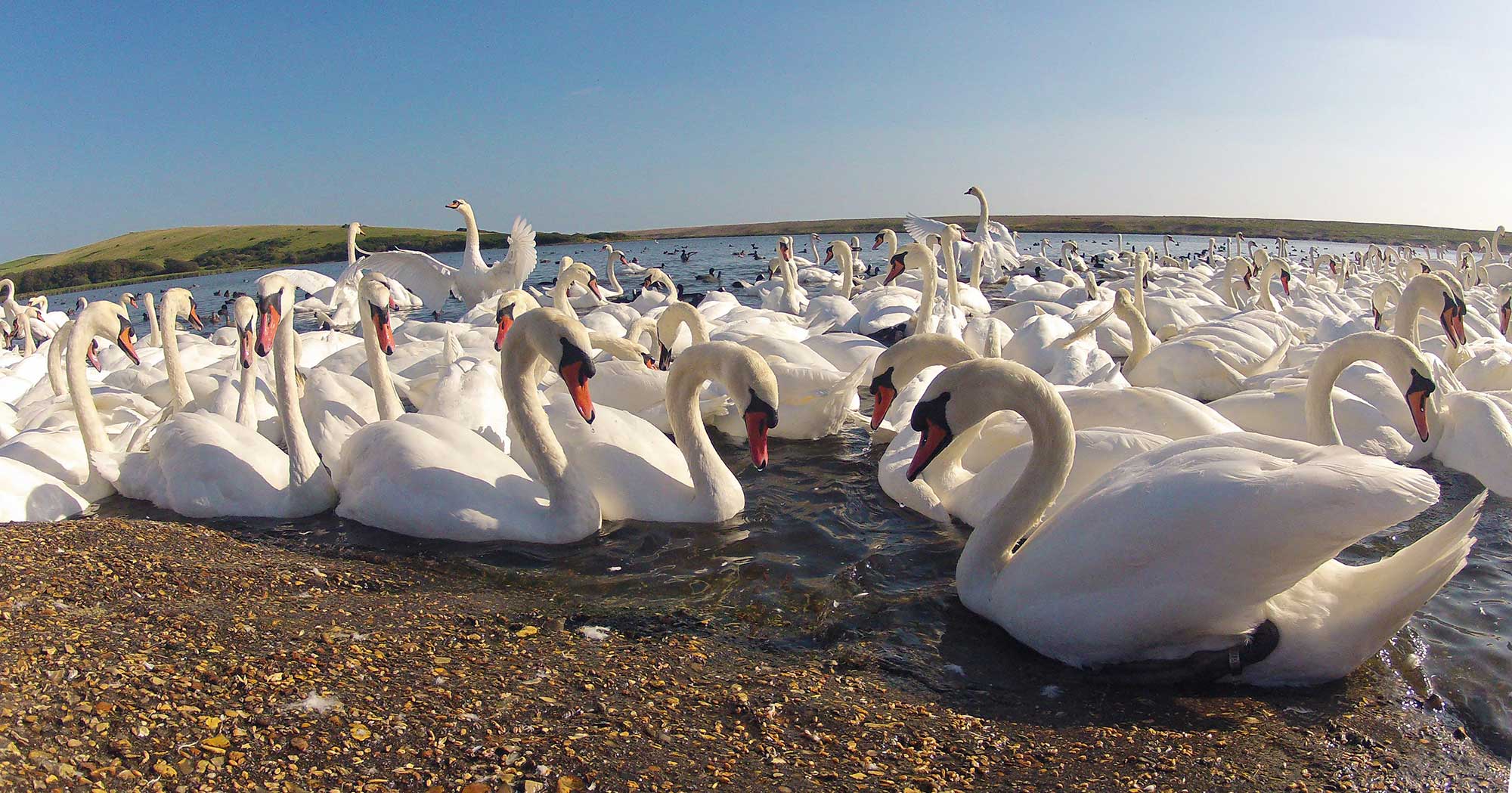 Swans on The Fleet