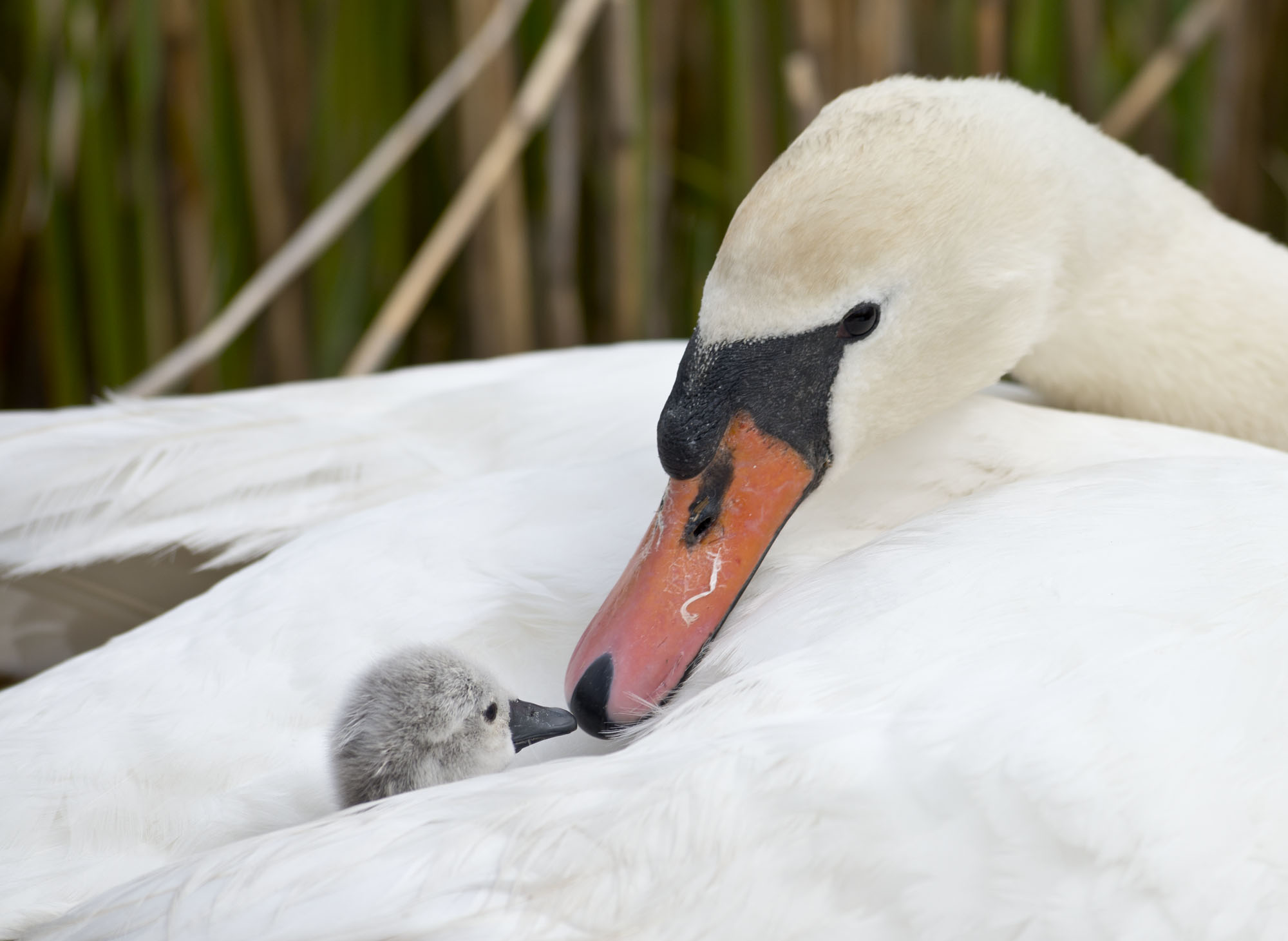 First Baby Swan of 2014 Arrives at Abbotsbury Swannery