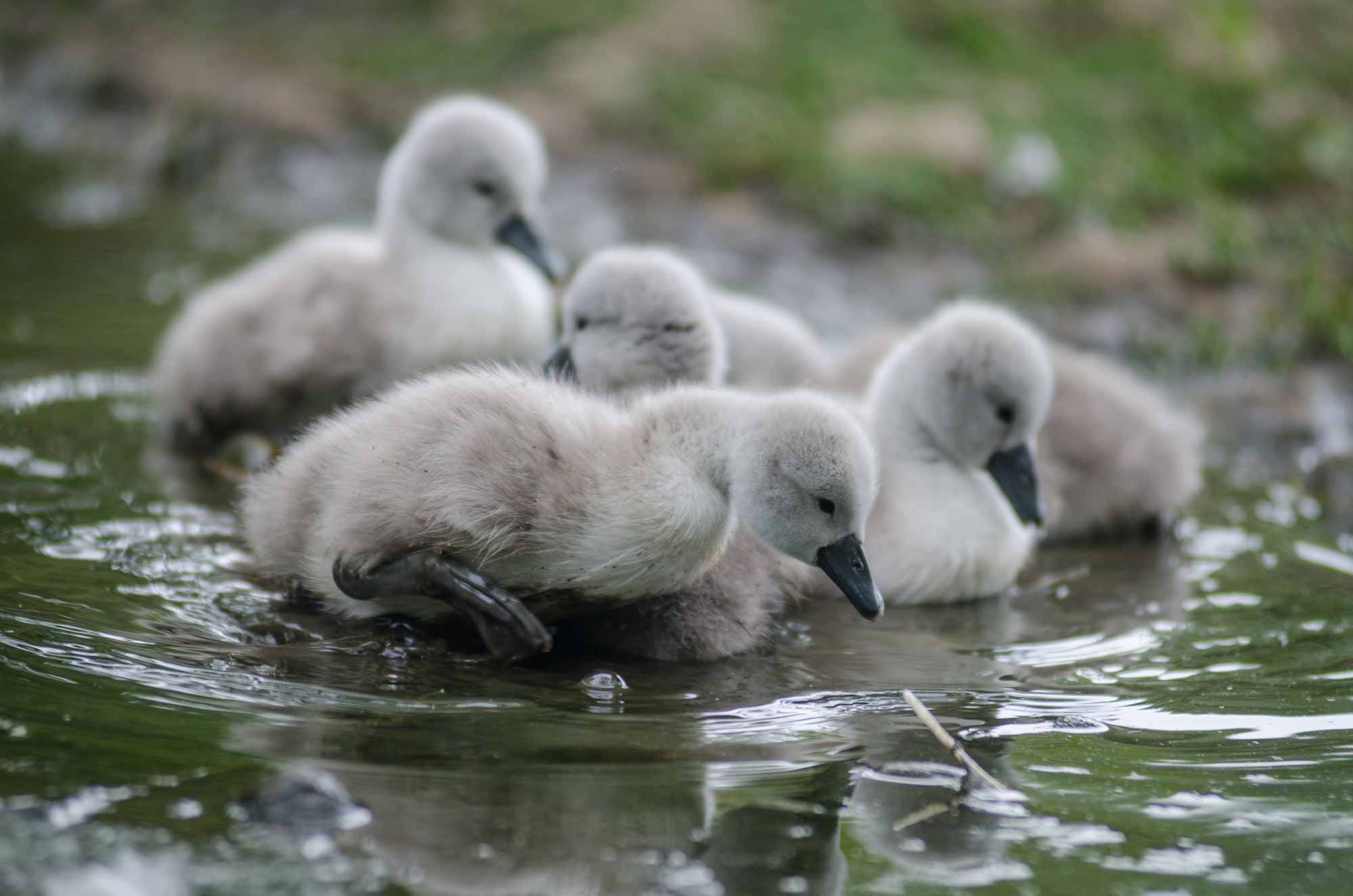 Abbotsbury Swannery Baby Swans